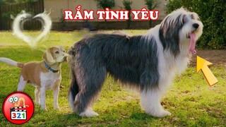 CƯỜI NGHIÊNG NGẢ Với 3 Con Chó ĐIÊU TOE Khốn Nạn Nhất Hành Tinh