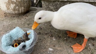 The bird mistook its mother for a duck and begged for food