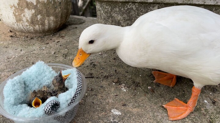 Burung itu mengira induknya adalah bebek dan meminta makanan