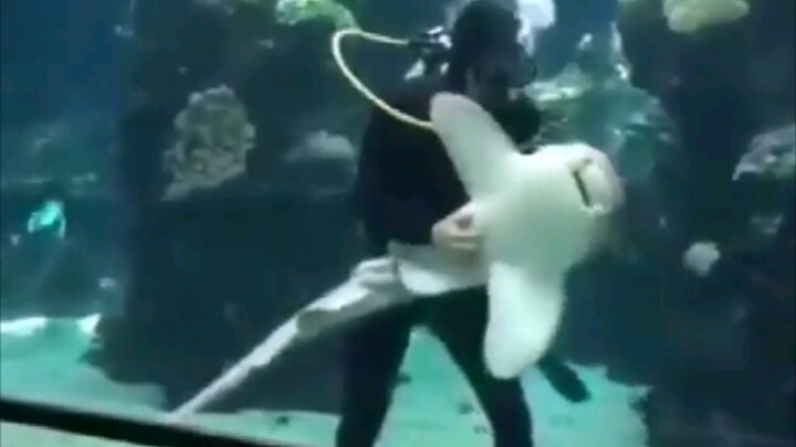 A cute and goofy leopard shark at the aquarium swam over, begging to be cuddled—and it won’t settle 