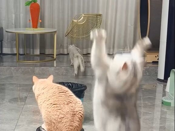 ฉันมารับแล้ว ท่าไม้ตายเมี้ยวสไนป์