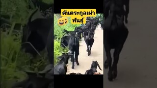 *ดูรวมคลิปเต็มกดลิงค์ข้างบน* ต้นตระกูลเผ่าพันธุ์ #funny #reels #awesome #รวมคลิปตลก