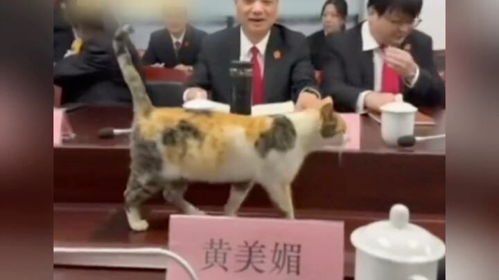 Wibawa si kucing kecil tak perlu banyak kata