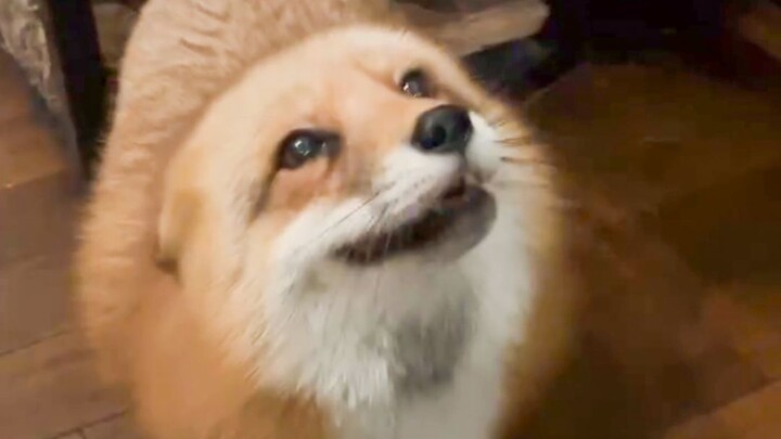 Rubah: Makan apa nih? Cepat kasih aku sedikit!