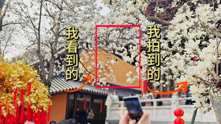 Yang saya lihat vs yang berhasil saya foto | Melatih mata fotografi | Bunga magnolia mekar di Kuil L