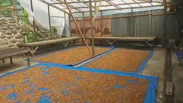 Pengolahan Kopi Solok Selatan