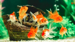 Cara menambahkan ikan baru ke aquarium - tips agar ikan tidak mudah mati