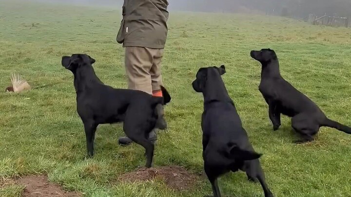 Now you finally understand the retriever’s true purpose, right? [Retriever Functions Made Concrete]