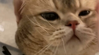 Challenging the cat with the densest dialogue on the entire internet