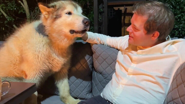 [Animals]The dog can't pretend it doesn't like you