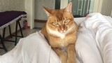 Animal|The Proud Orange Cat
