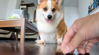 ربما يكون هذا أكثر كلب منضبطًا