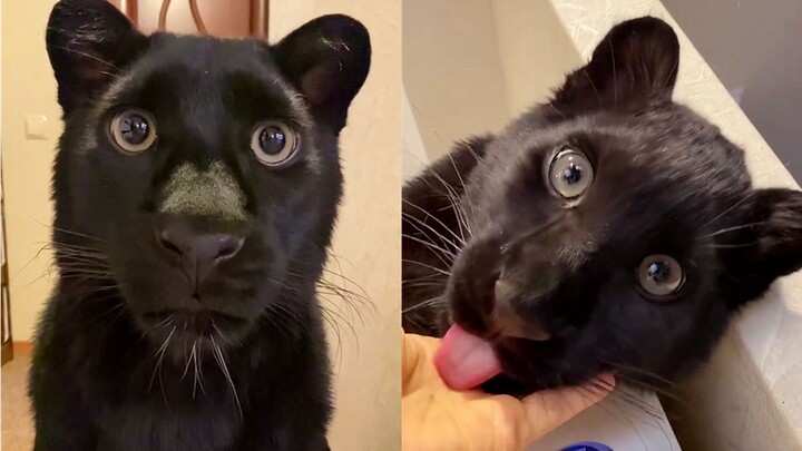“It’s like it knows how cute it is!”