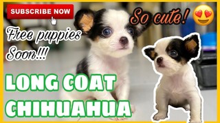LONGCOAT CHIHUAHUA PUPPY | SUPER MARCOS VLOGS