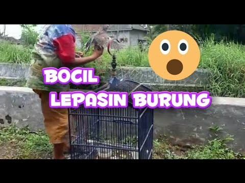 Bocil release burung ke alamnya