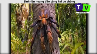 Sinh tồn hoang đảo cùng hai vợ chồng p1