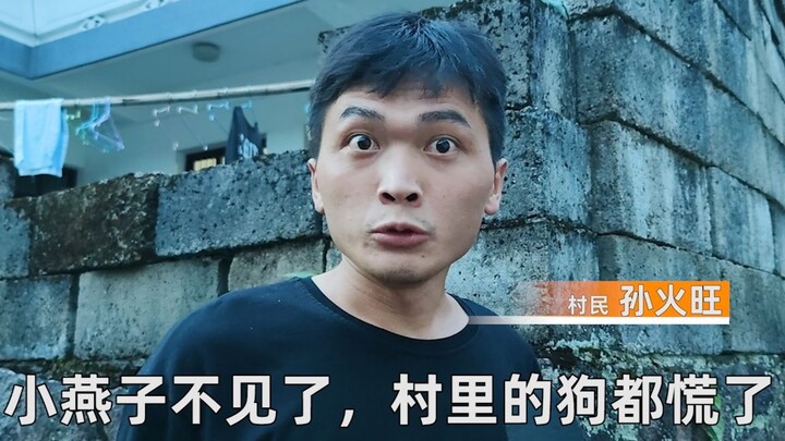 Setelah burung layang-layang kecil menghilang, anjing-anjing di desa menjadi panik.