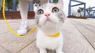 ลูกแมวออกไปเล่นและวิ่งเร็วกว่ากระต่าย มันมีความสุขมากจนไม่ยอมกลับบ้าน!
