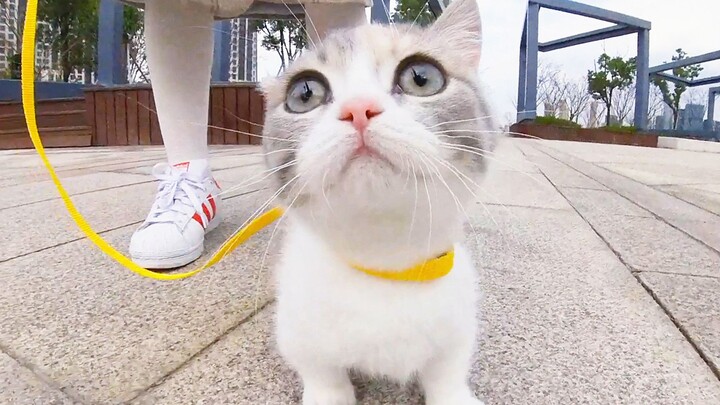 Chú mèo con ra ngoài chơi và chạy nhanh hơn cả thỏ. Nó vui mừng đến nỗi không chịu về nhà!
