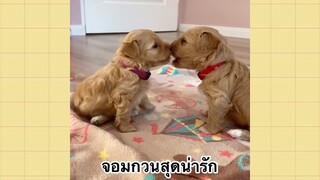 เพื่อนตัวน้อยแสนซน : จอมกวนสุดน่ารัก