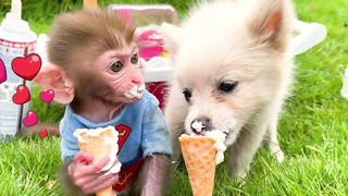 Monkey Baby Bon Bon ไปซูเปอร์มาร์เก็ตเพื่อซื้ออาหารและกินไอศกรีมสายรุ้งกับลูกสุนัข