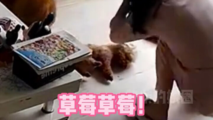 Don’t pick up stray dogs on the street—especially Shiba Inus!