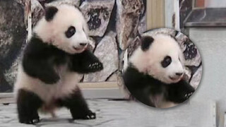 Baby panda leveling up! Starting to practice walking upright now!