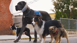 复仇狗联盟集结！R级爆笑喜剧《流浪狗》预告，狗狗被主人丢弃开始复仇！