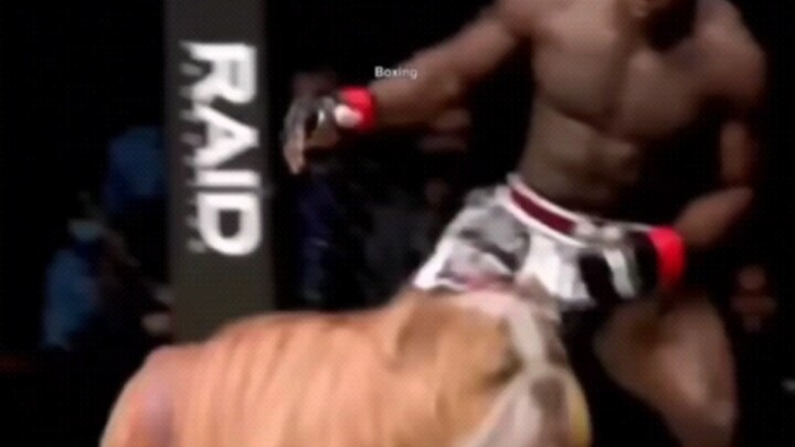 ในที่สุดก็ได้ดูการแข่งขันต่อสู้ฉบับแท้แล้ว!