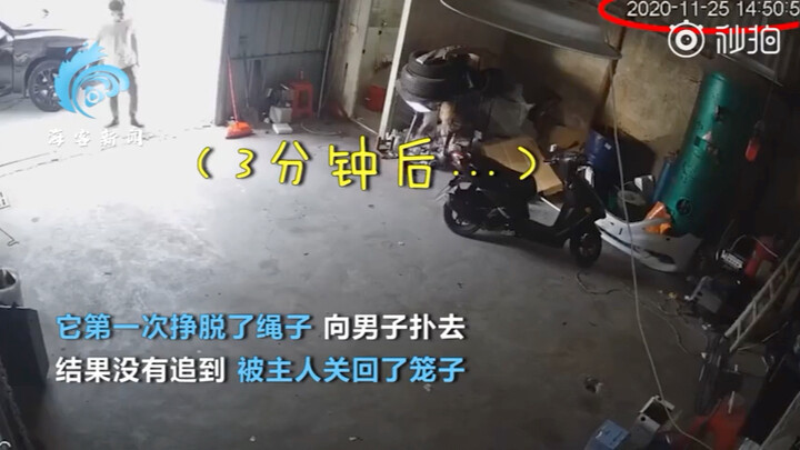 Puppy Tied Up Is Tormented by a Guy—The More He Endured, the Angrier He Got, Then in the Next Second