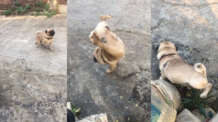 Chó đứng bằng hai chân thì tôi đã thấy rồi, nhưng chó vừa đứng bằng hai chân vừa tè dầm trong lúc đi