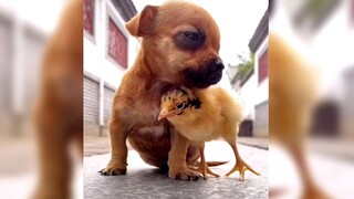 Lovely dog and his friend