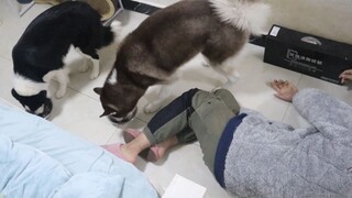 Pemilik pingsan saat memberi makan, reaksi anjing membuat terharu