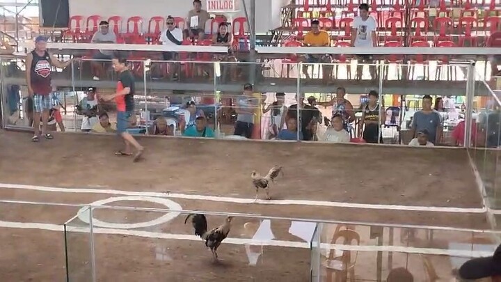 Bakiki (Bulik) 2x Winner na