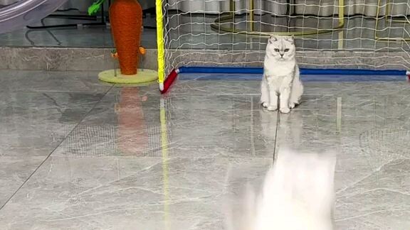 soccer cat's