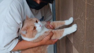 Orange Cat VS Scratching-Pads Wall