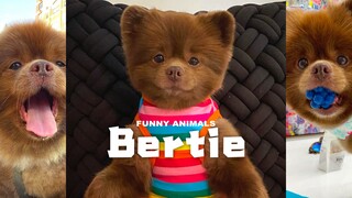 因为品相不好而被弃养的松鼠博美,却因为长得像帕丁顿熊,而成为网红🐶