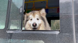 My Dog Takes A Bus For The First Time