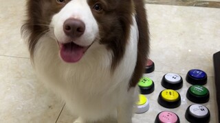 ada? Lihatlah anak anjing yang memarahi orang