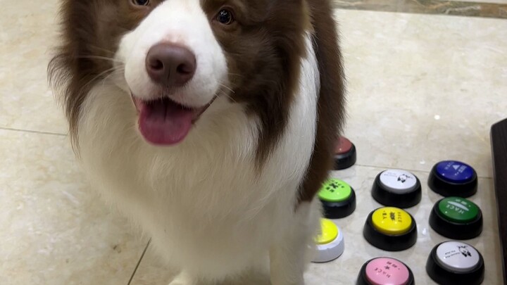 exist? Look at the puppy scolding people