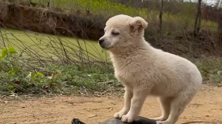“Little dogs are the cutest.”