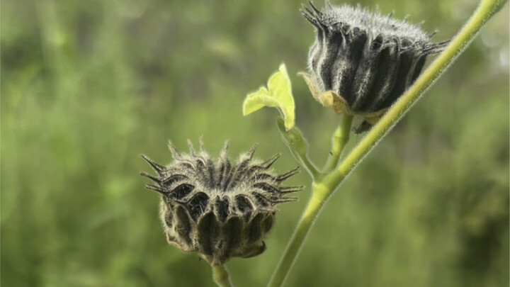 21 Jenis Tanaman yang Sering Ditemukan di Pedesaan