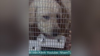 Tập 1: Đi Đón Chó Labrador tại Sân Bay...nhamtuattv nhamtuat nttv chó chó_cưng thúcưng