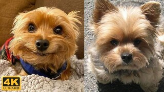 Funny yorkie compilation, try not to laugh 😅 Cute yorkie videos 🐶 - Kris reaction