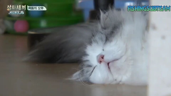 3 Meals A Day Deukryang Island S2 E3