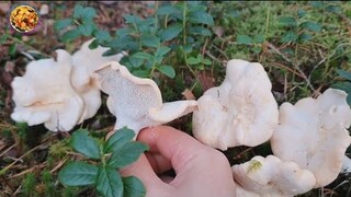 เก็บเห็ด ป่านอร์เวย์ เห็ดหนังไก่เยอะมาก | Picking wild mushrooms in Norway | Piggsopp