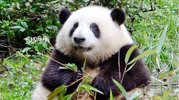 Hua Baoji is eating bamboo—so cute!