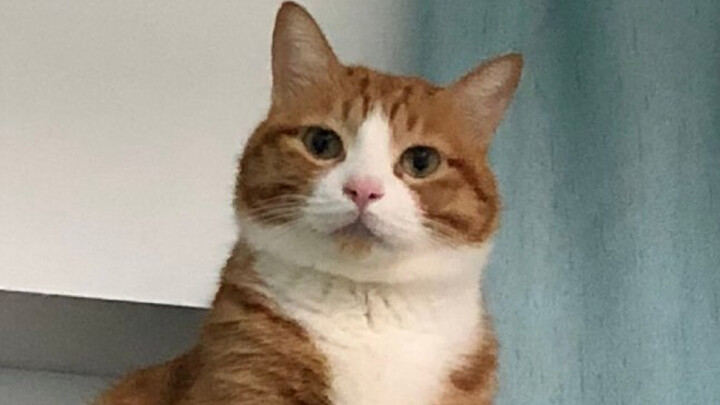 Nih, lihat tato kucing di rumahku!