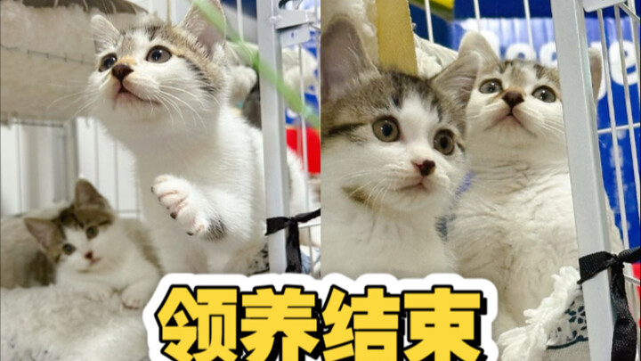 【สุนัขเลี้ยงแกะเวลช์ เฉินเป่ยหล่า】อัปเดตแล้ว รีบมาชมกันเลย!