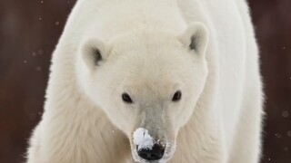 The polar bear pulled out his super cute AirPods!
